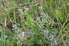 Oxytropis glabra