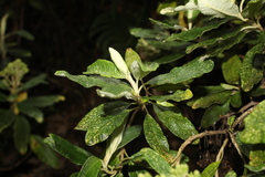 Linochilus tenuifolius