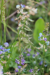 Oxytropis glabra