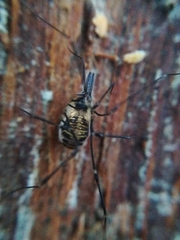 Mitostoma chrysomelas