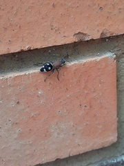 Dolichomutilla sycorax