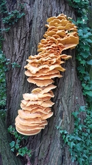 Laetiporus sulphureus
