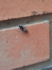 Dolichomutilla sycorax