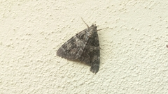 Catocala coniuncta