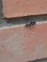 Dolichomutilla sycorax