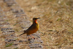 Macronyx capensis colletti