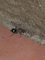 Dolichomutilla sycorax