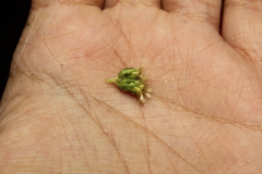 Linochilus tenuifolius