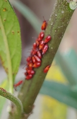 Aphis nerii