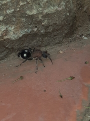 Dolichomutilla sycorax