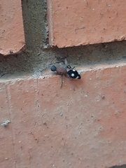 Dolichomutilla sycorax