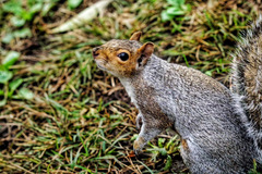 Sciurus carolinensis