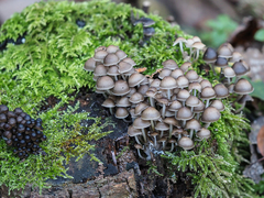 Mycena tintinnabulum