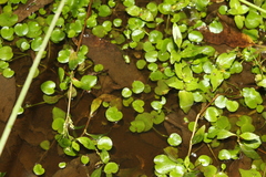 Ranunculus flagelliformis