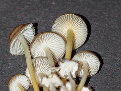 Mycena tintinnabulum