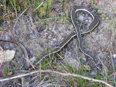 Masticophis lateralis lateralis