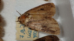 Amphipyra pyramidea
