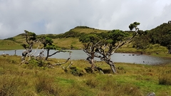 Juniperus brevifolia