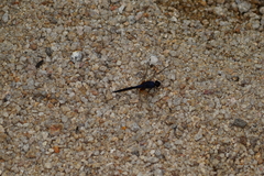 Trithemis festiva