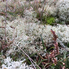 Cladonia ciliata