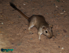Libyan Jird photo 5