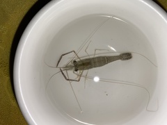 Macrobrachium japonicum