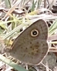 Ypthima huebneri