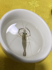 Macrobrachium japonicum