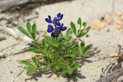 Lupinus micranthus