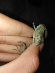Sceloporus grammicus