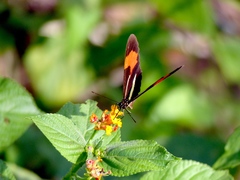 Heliconius erato phyllis