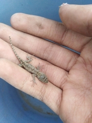 Sceloporus grammicus