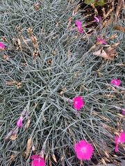 Dianthus gratianopolitanus