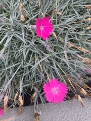 Dianthus gratianopolitanus