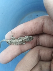 Sceloporus grammicus