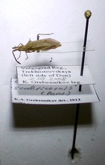 Coriomeris scabricornis
