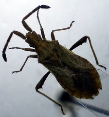 Coriomeris scabricornis