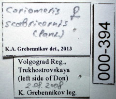 Coriomeris scabricornis