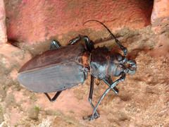 Titanus giganteus