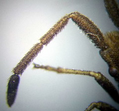 Coriomeris scabricornis