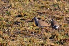 Vanellus melanopterus minor