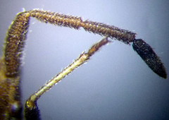 Coriomeris scabricornis