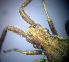 Coriomeris scabricornis