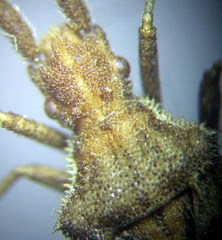 Coriomeris scabricornis