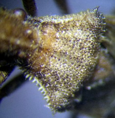 Coriomeris scabricornis