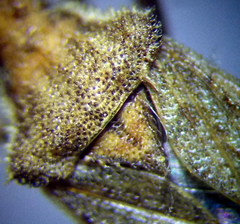 Coriomeris scabricornis