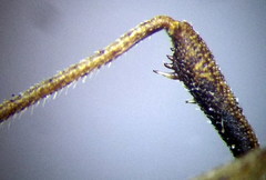 Coriomeris scabricornis