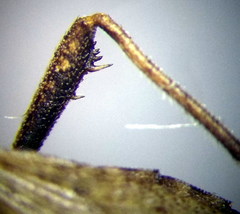 Coriomeris scabricornis
