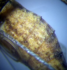 Coriomeris scabricornis