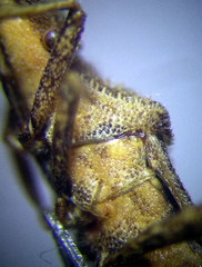 Coriomeris scabricornis
